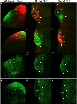 Synaptic properties of mouse tecto-parabigeminal pathways